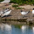 Couple de Sterne élégantes sur l&rsquo;île de Noirmoutier